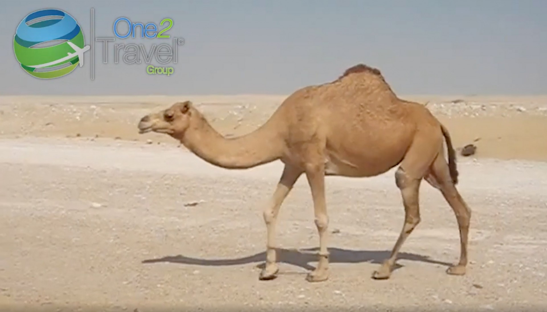 One2Travel | Qatar | 30 datos curiosos